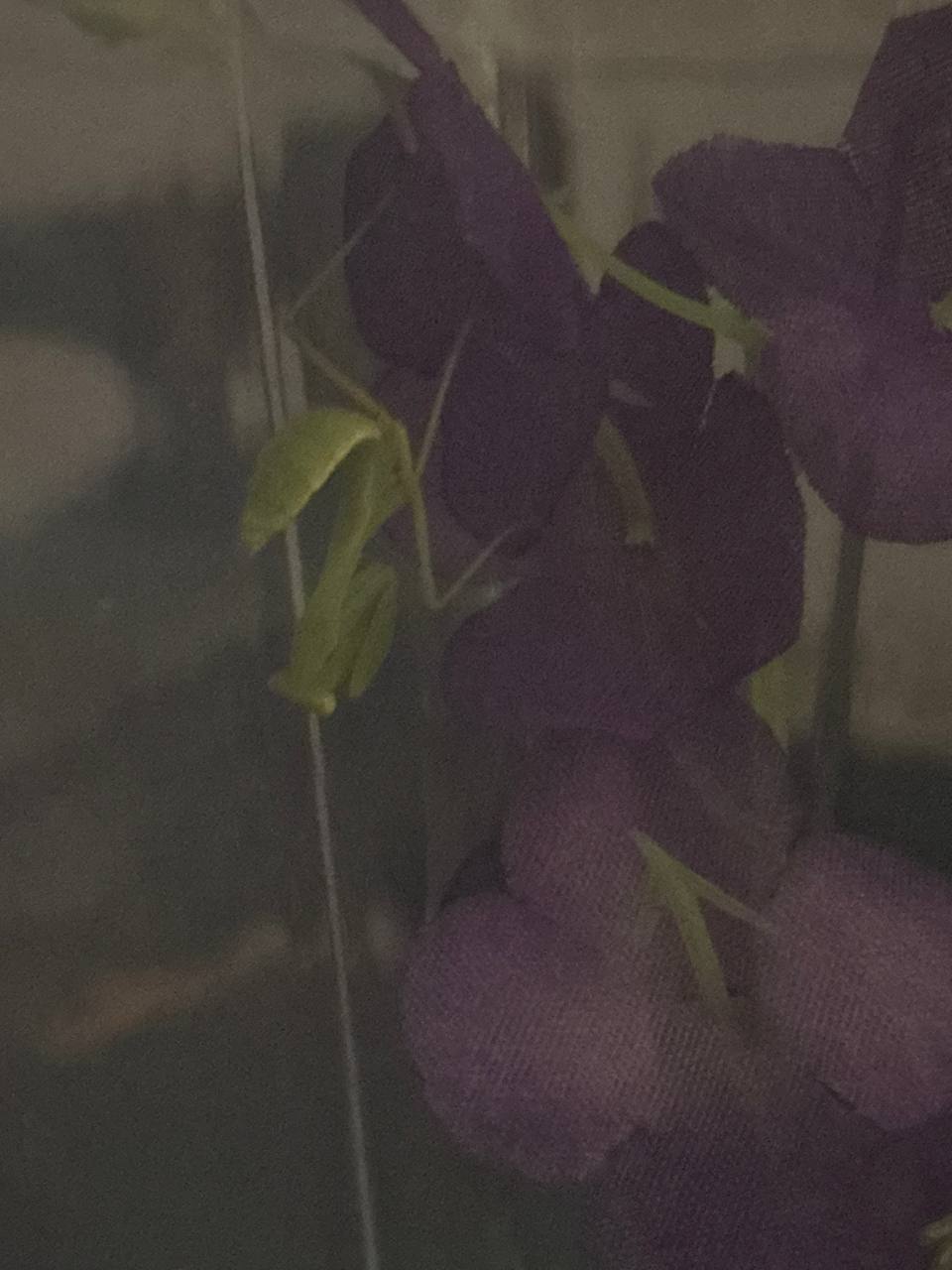 mantis