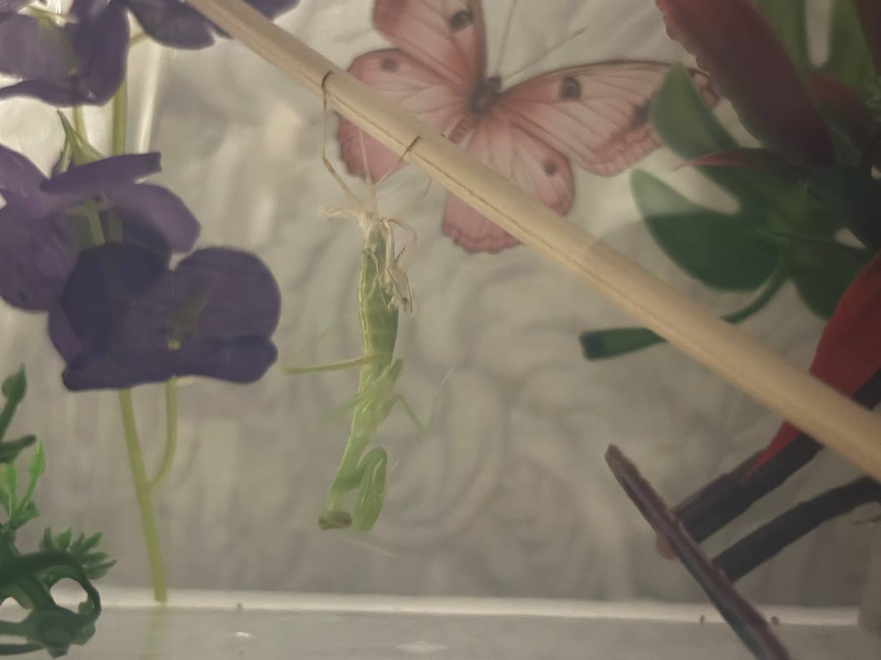 mantis