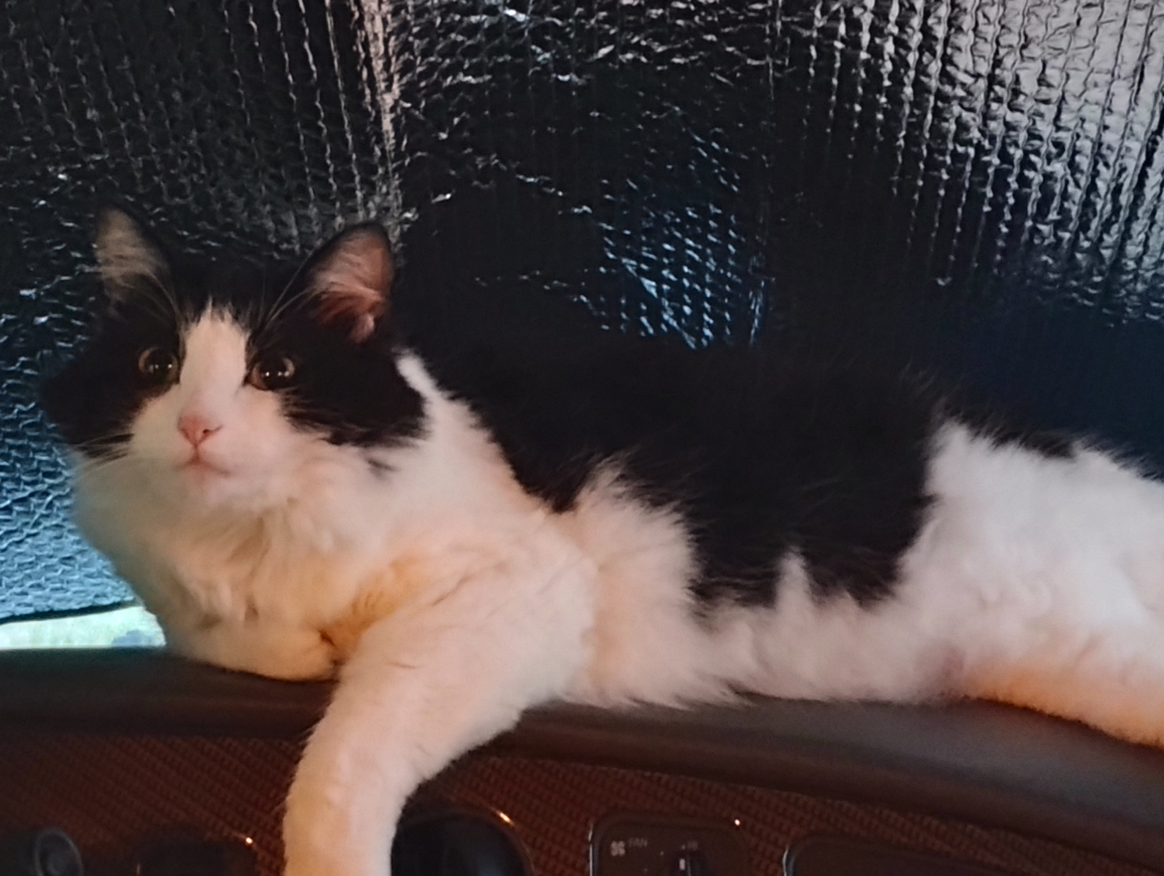 A picture of a cat sitting on the dash board of an RV. The cat has black fur on her back and white fur on her stomach and white fur on her cheeks and nose and black fur on the rest of her face. She has hazel eyes and her pupils are incredibly large.