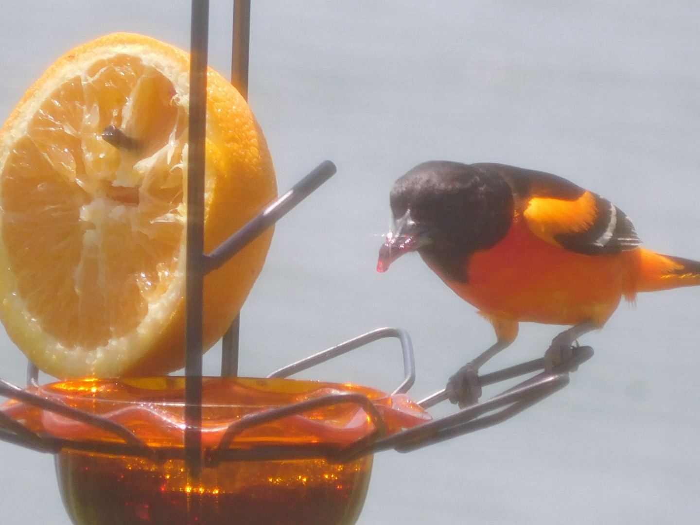 a picture of a baltimore oriole taken through a screen door, giving it a slight dreamlike distortion