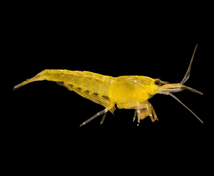 shrim