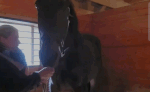 caballo