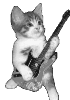 cat playing a cool electric guitar