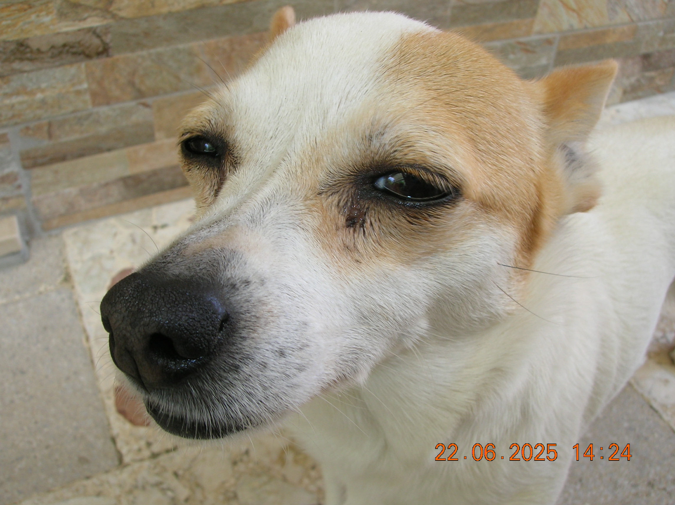 https://i.ibb.co/215xKMcD/DSCN1667.jpg