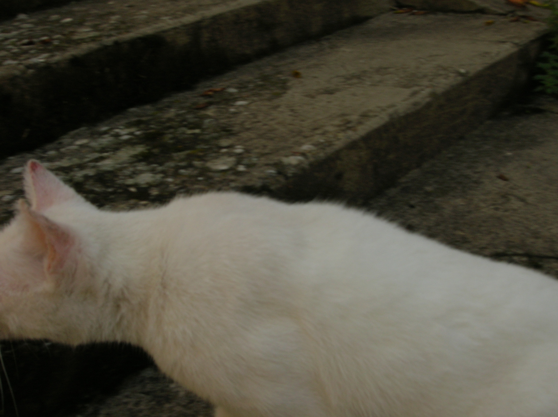 DSCN2178.jpg