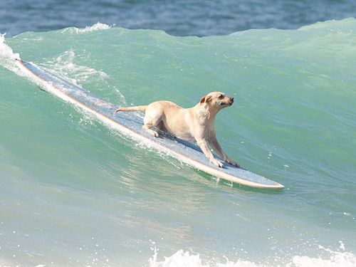 Dog