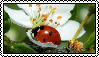 ladybug on a flower stamp