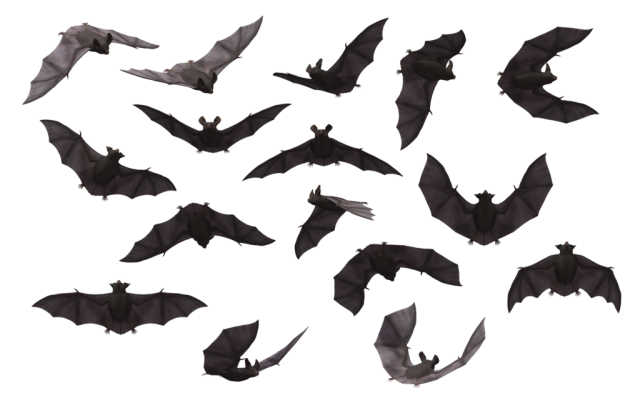 Bats-png-by-jarofmoths-on-Tumblr