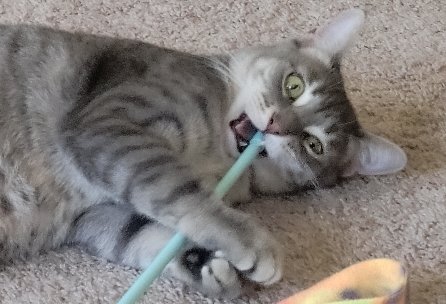 artemis-funny-2.png
