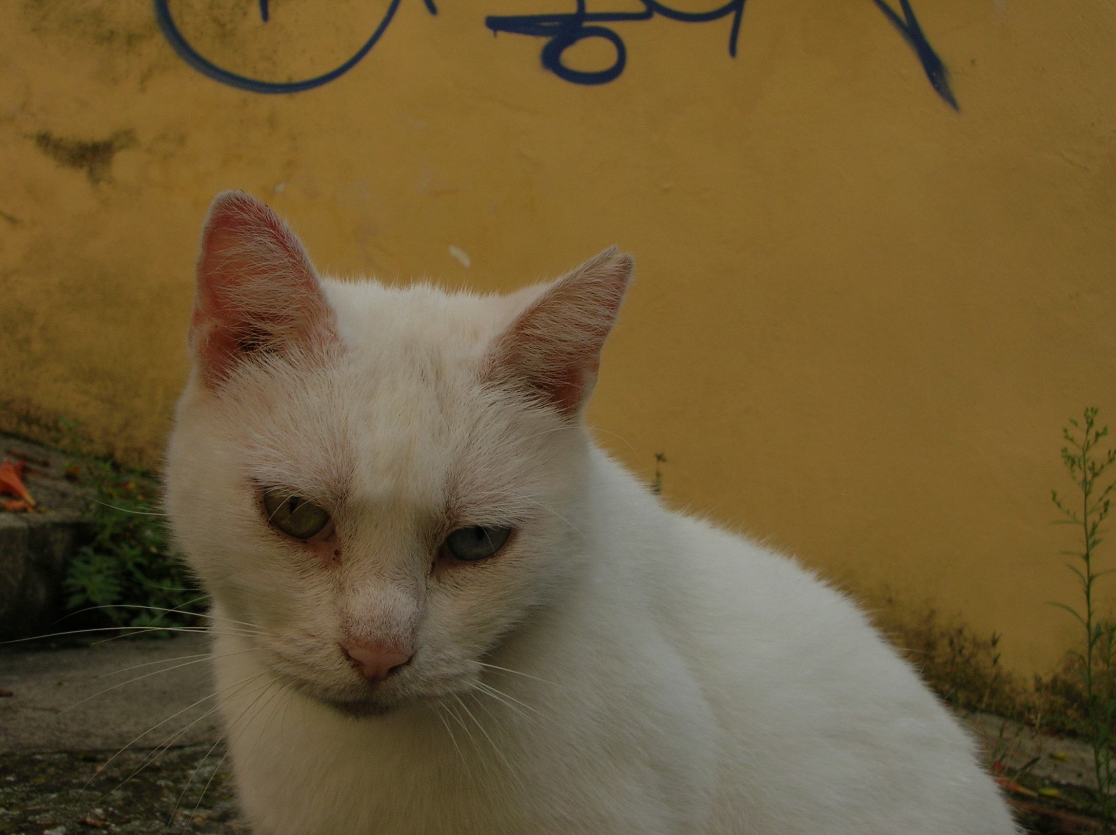 beautiful cat with homophobia in his eyes