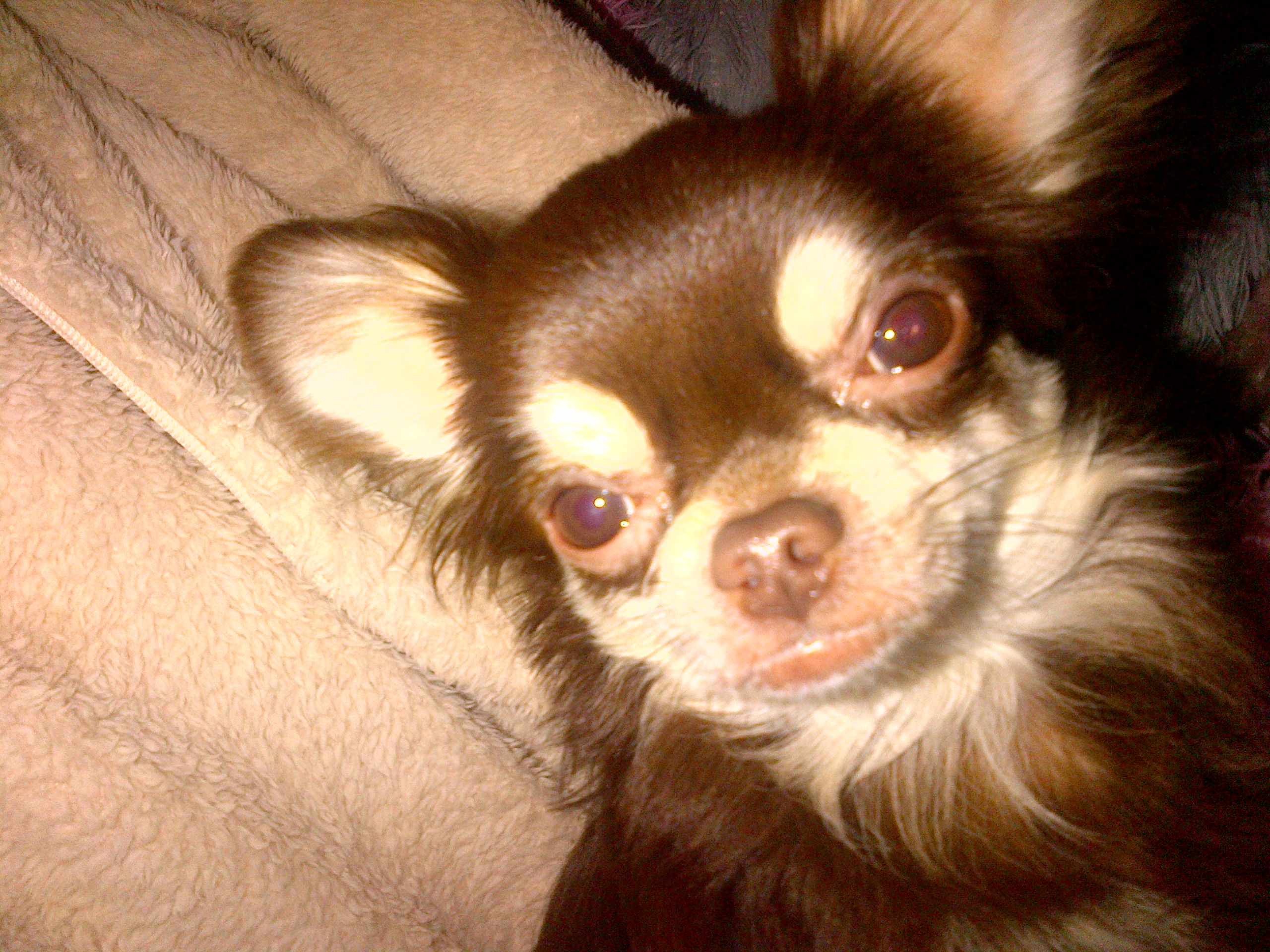 Luca (my dog)