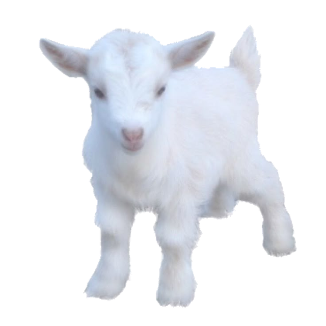 Sheep