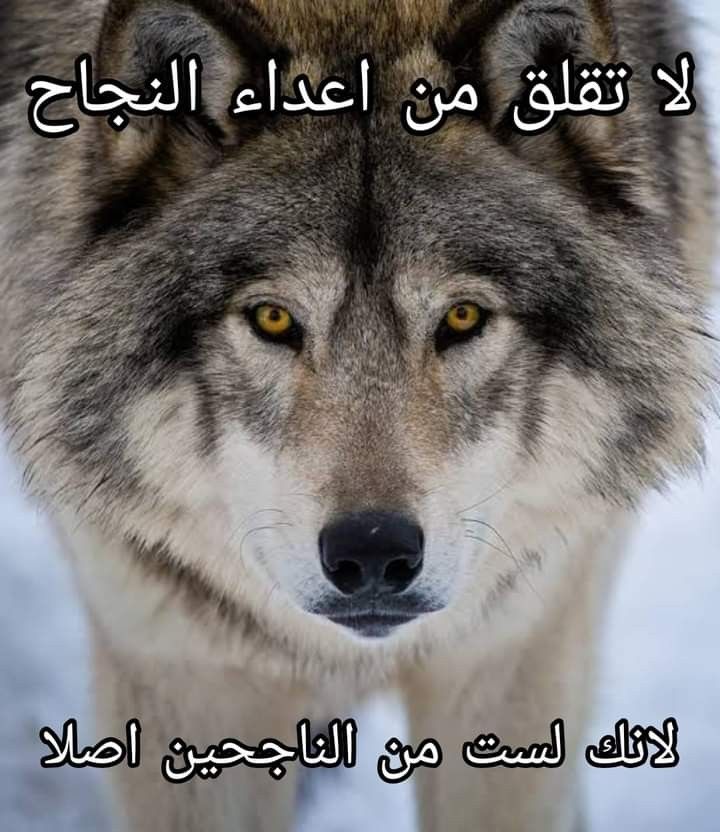 6244cd55f2aecb04ba763a072abcdb2e