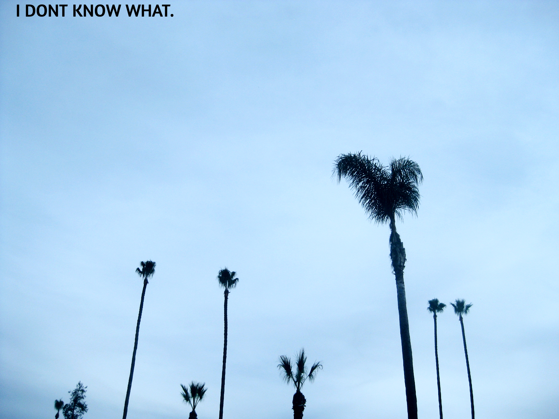 palmtree-idkw