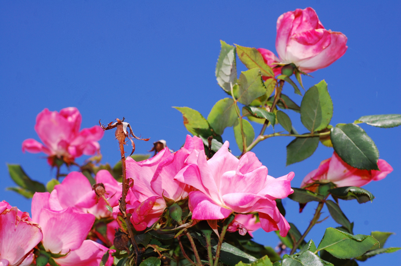 fleur3.jpg