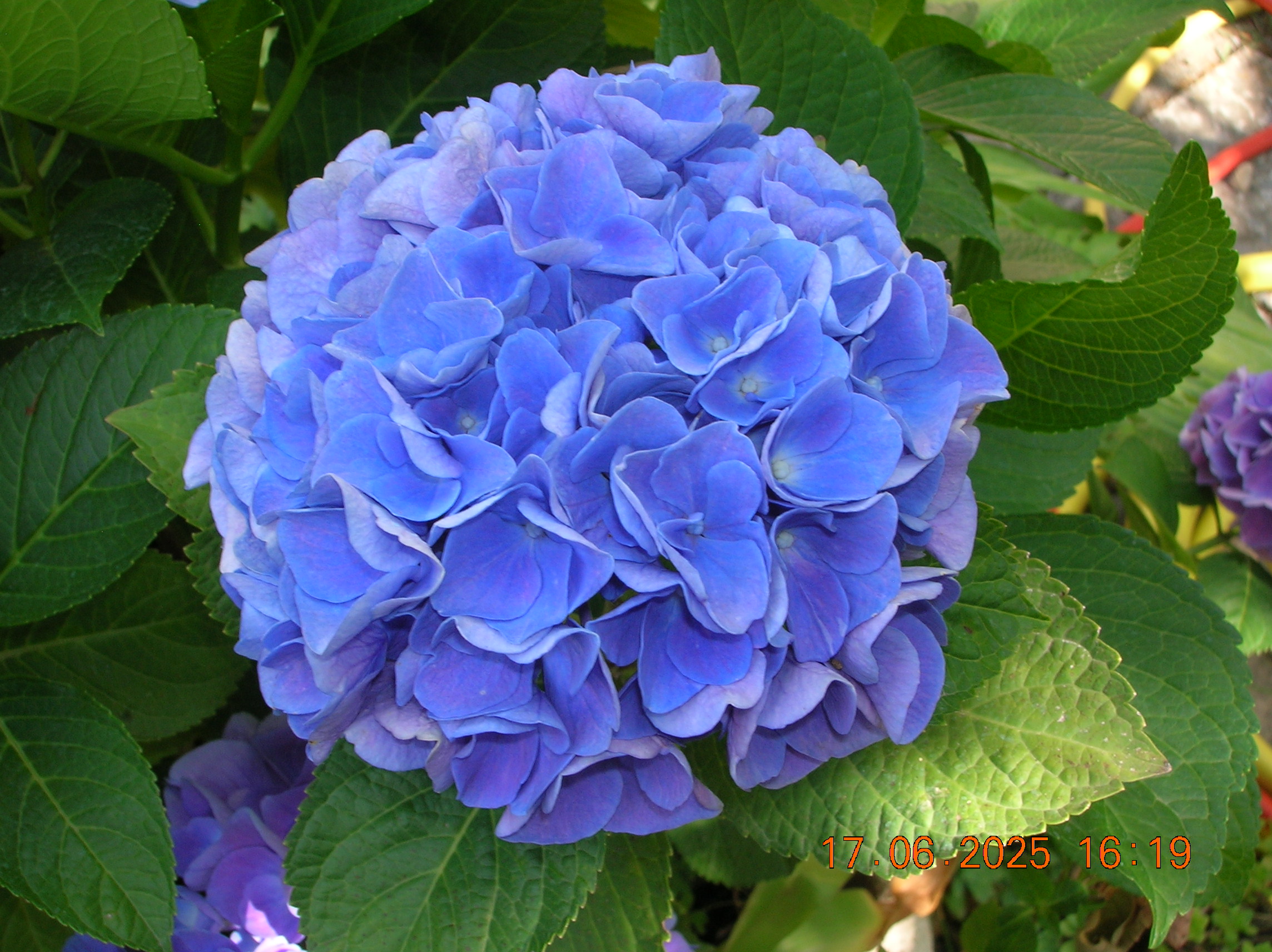 https://i.ibb.co/mr8PMTm2/DSCN1306.jpg