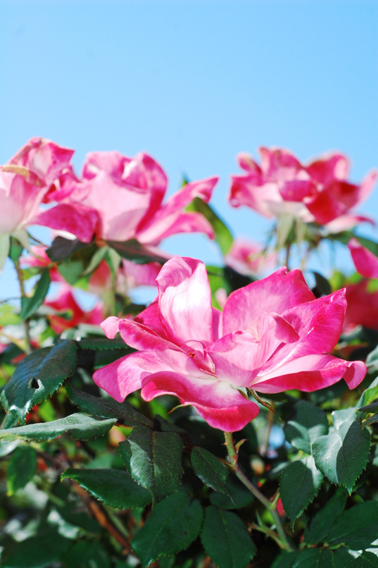 fleur1.jpg