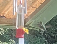 hummingbrd.jpg