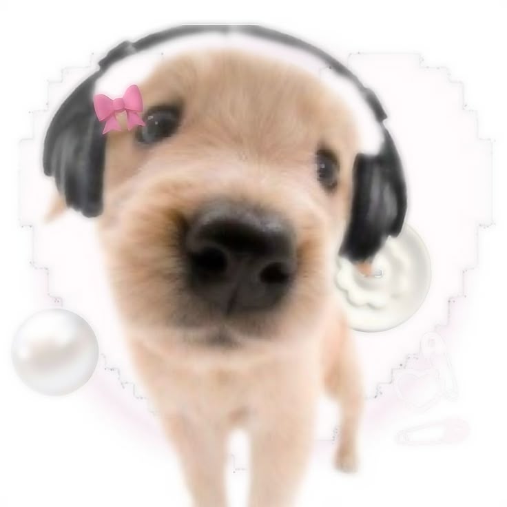 golden puppy with a pink bow and black headphones