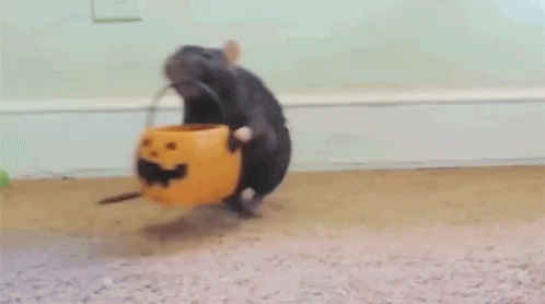 Rat Halloween GIF Rat Halloween Treat Discover Share GIFs