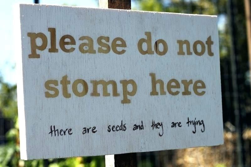 Please Do Not Stomp Here - there are seeds and they are trying