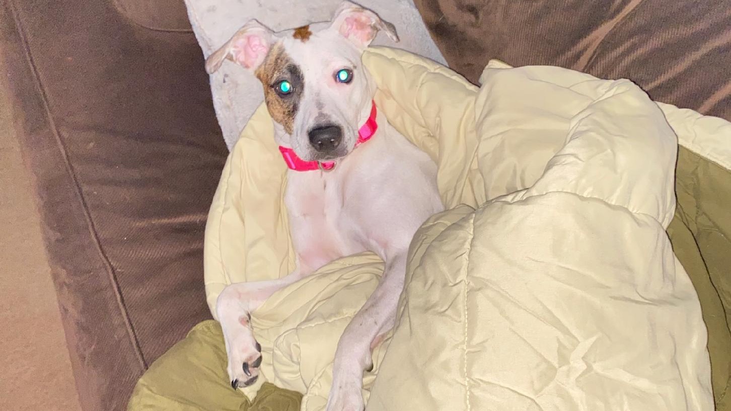 sasha the dog aka ms. pie nuggets