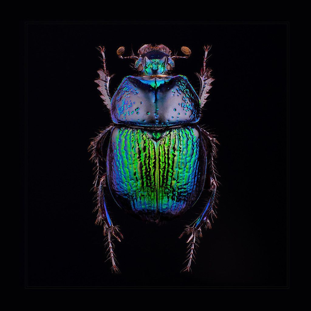 phelotrupes orientalis