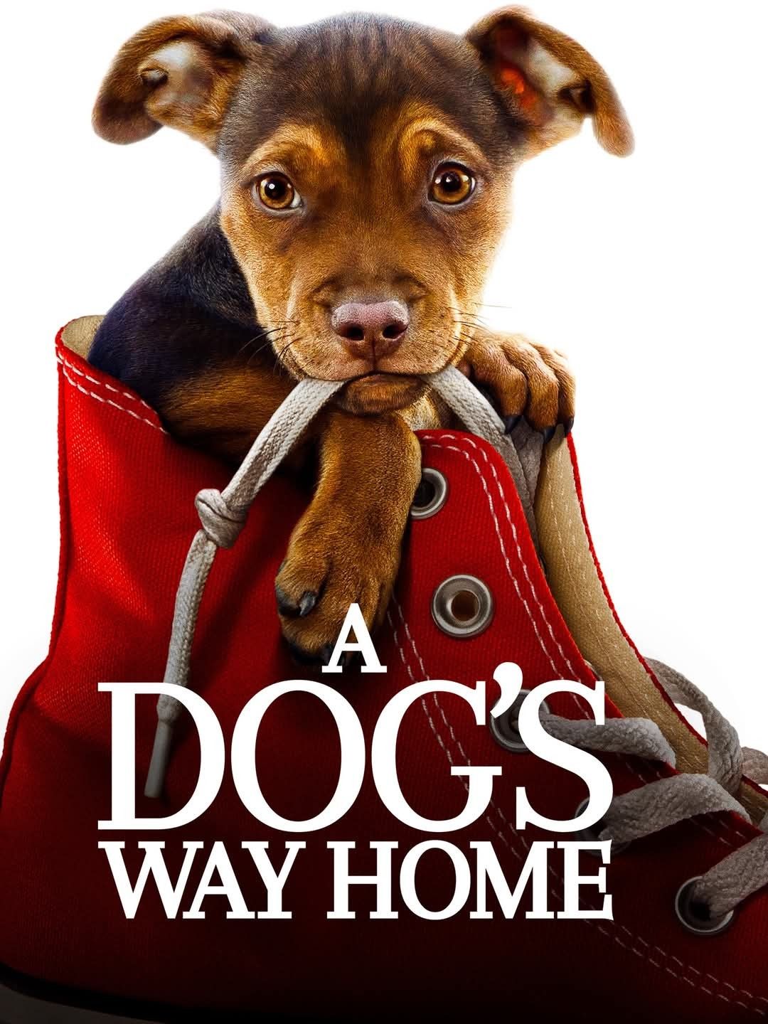 dog's way home