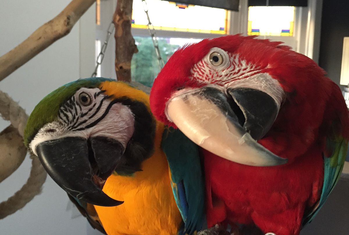 parrots!