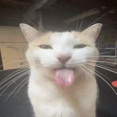 silly kitty