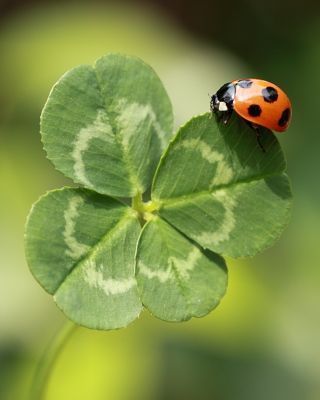 This may contain: a ladybug sitting on top of a four leaf clover