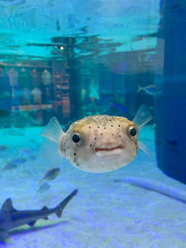 pufferfish