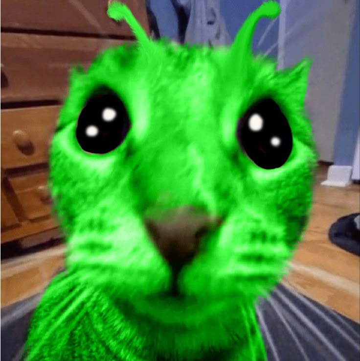 This may contain: a green cat is staring at the camera