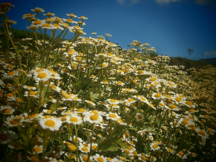 chamomile flowers