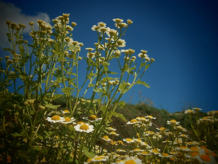 chamomile flowers