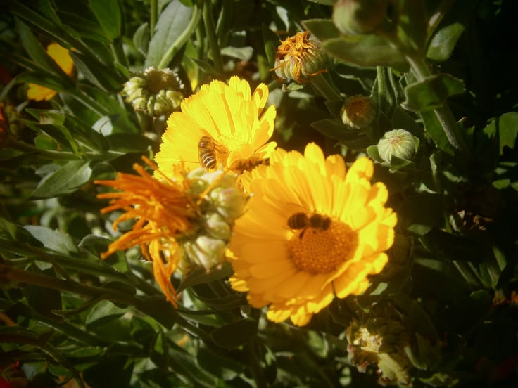 bees in calendulas