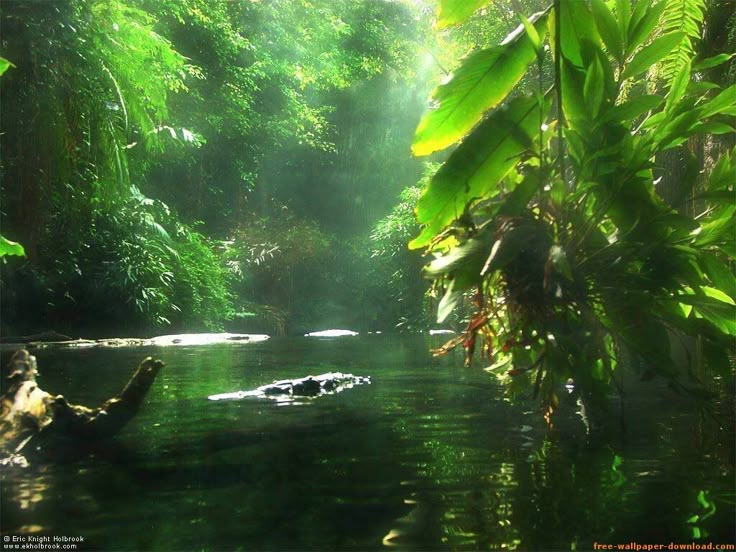 This may contain: the sun shines through the trees and leaves on the water's surface, making it look like they are floating in the river