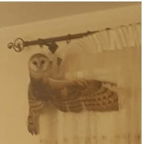 myfavbirb