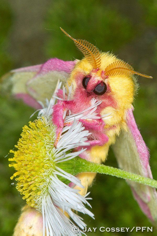 rosey maple moth