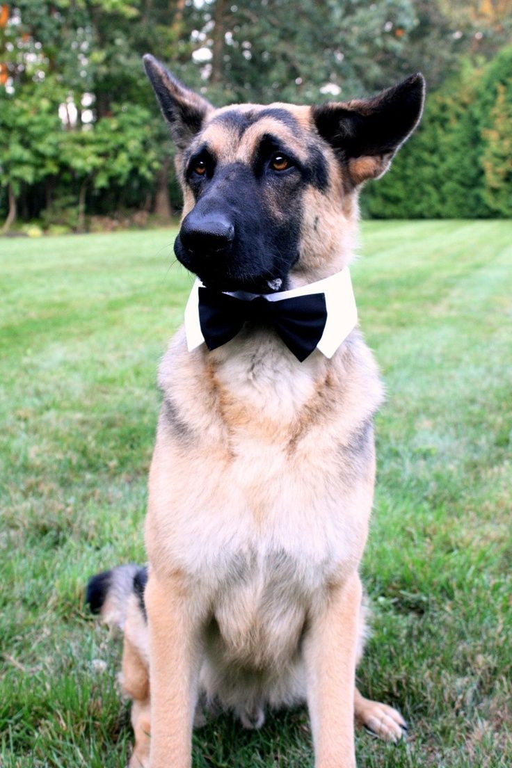 a picture of me dressed up for the special occasion ( a German shepherd in a bowtie)