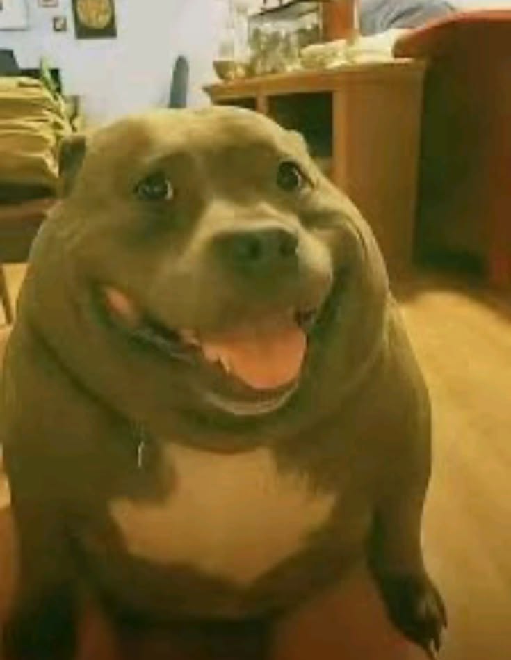 perro feliz