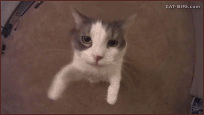 1fa22befc10e3cbacd58c5b407a97997.gif