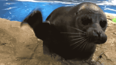 gif of a very cute seal waving