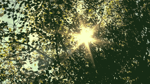 trees