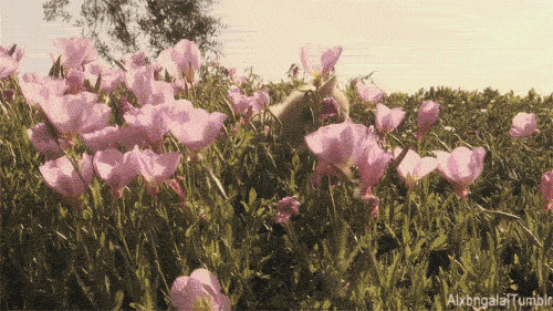 7298bd0ed06e9d270ae7654ac421074d.gif