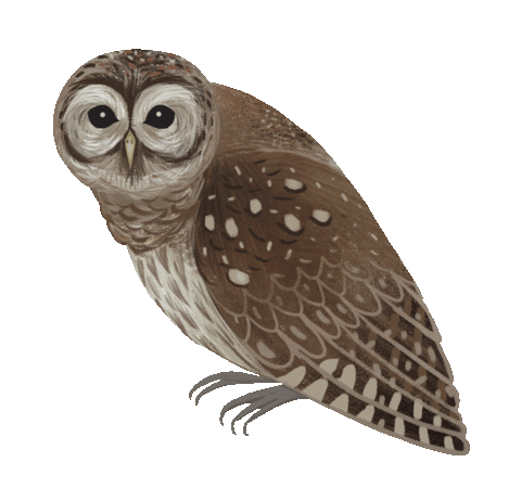 owl