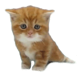 c21ff853434aa4fb388bdce2b971c7a9.gif