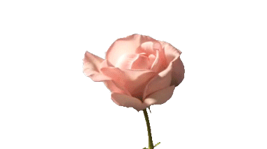 c6b7e8e9ce59be4fa0f25ef6485f042a.gif