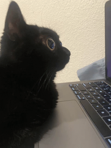d9b51b2a9ac0f69dc45682a07fad9c8f.gif