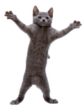 cool cat guy